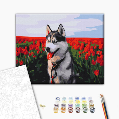 Husky in a tulip field