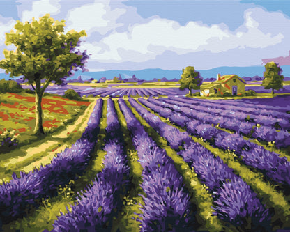 Lavender fields