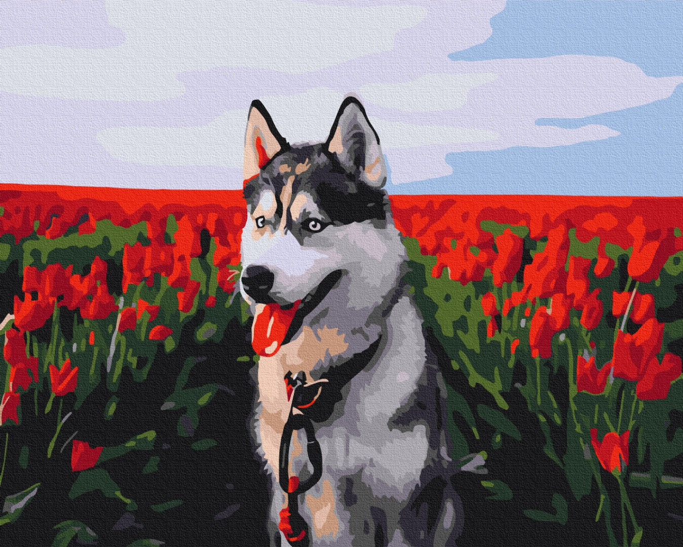 Husky in a tulip field